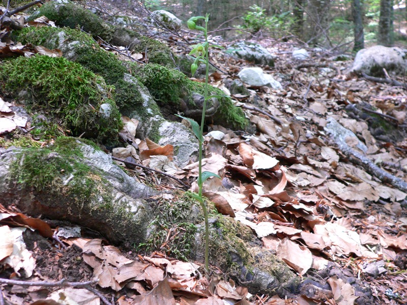 Epipactis microphylla